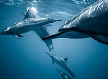 华体会登录入口-病例激增暂停两周？俱乐部操碎心 英超没这打算